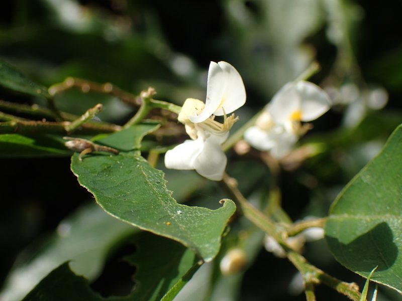 Bracteolaria racemosa, photographed by Mahomed Desai