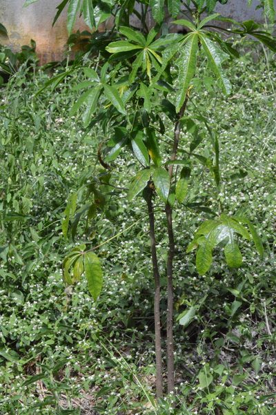 Theobroma speciosum, photographed by Douglas