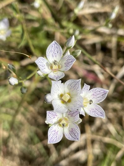 Swertia densifolia, photographed by Vijay Karthick