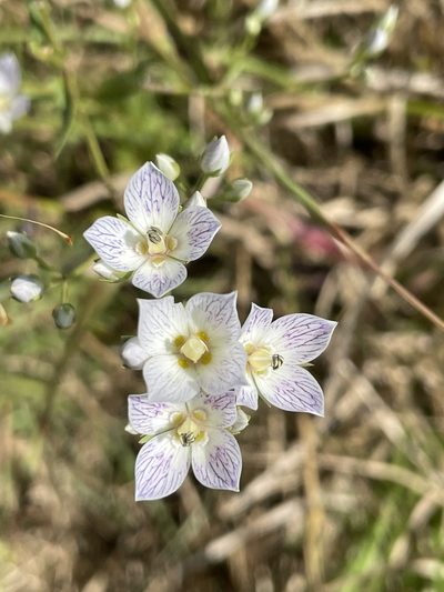 Swertia densifolia, photographed by Vijay Karthick