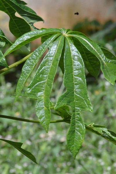 Theobroma speciosum, photographed by Douglas
