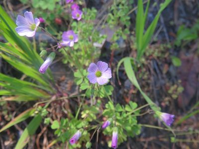 Oxalis rosea, photographed by Bruno Avilez