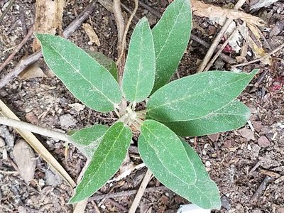 Croton incanus, photographed by johnyochum