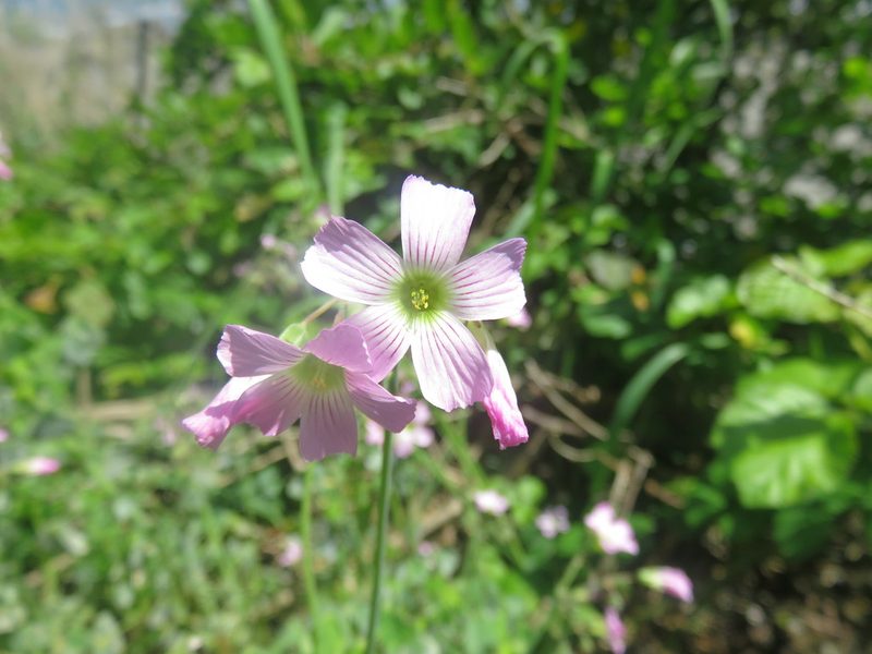 Oxalis rosea, photographed by Bruno Avilez