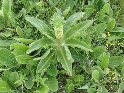 Eucomis autumnalis, photographed by Peter Warren