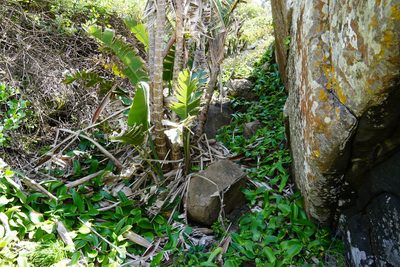 Haemanthus albiflos, photographed by Matthew Fainman