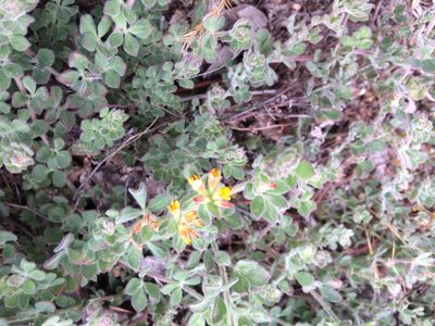 Acmispon tomentosus, photographed by jimasmus