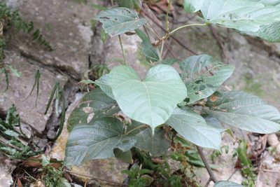Ayenia grandifolia