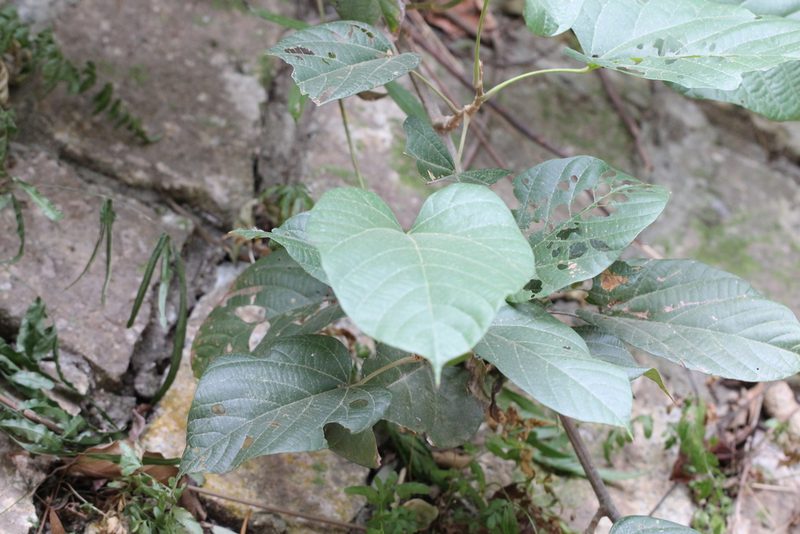Ayenia grandifolia, photographed by Agnes Trekker