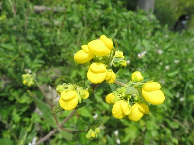 Calceolaria integrifolia, photographed by Bruno Avilez