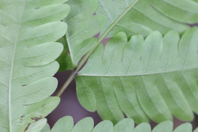 Pteris arisanensis, photographed by Agnes Trekker