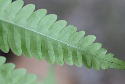 Pteris arisanensis, photographed by Agnes Trekker