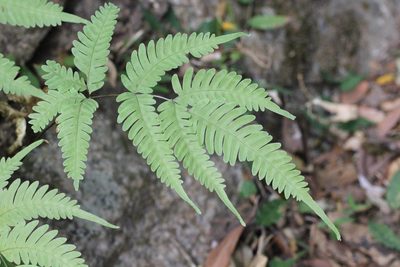 Pteris arisanensis, photographed by Agnes Trekker