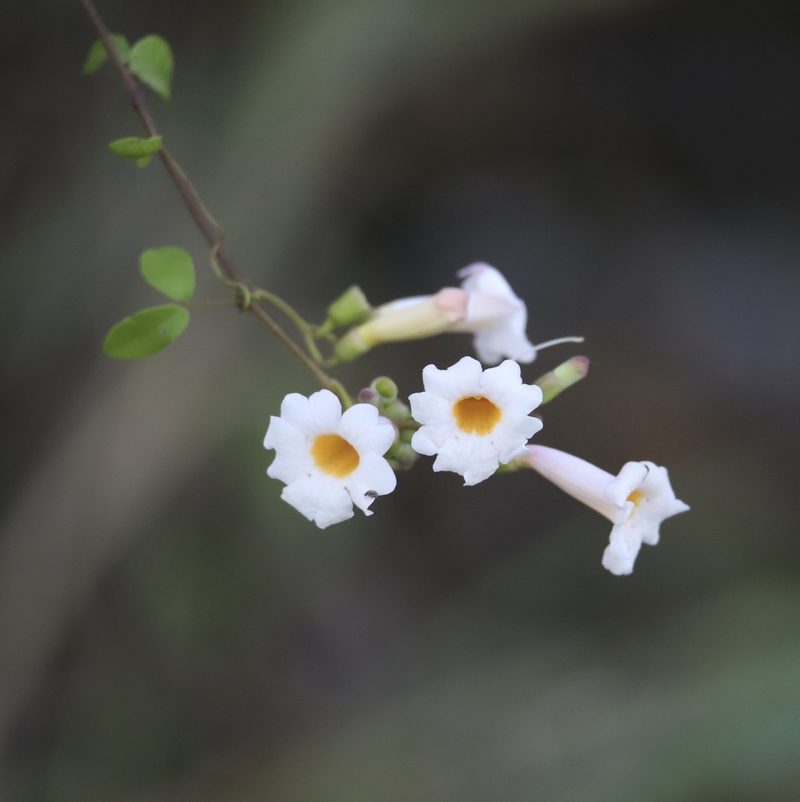 Amphilophium lactiflorum, photographed by Aitor