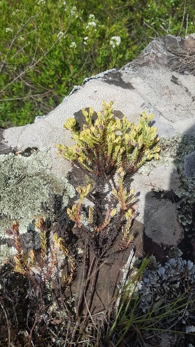 Hypericum cavernicola, photographed by ANDRÉS GONZÁLEZ