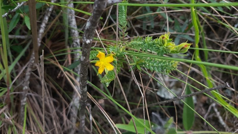 Hypericum cavernicola, photographed by ANDRÉS GONZÁLEZ
