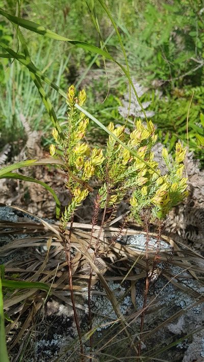 Hypericum cavernicola, photographed by ANDRÉS GONZÁLEZ