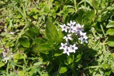 Solanum africanum, photographed by Matthew Fainman