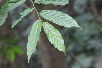 Flacourtia rukam, photographed by Agnes Trekker