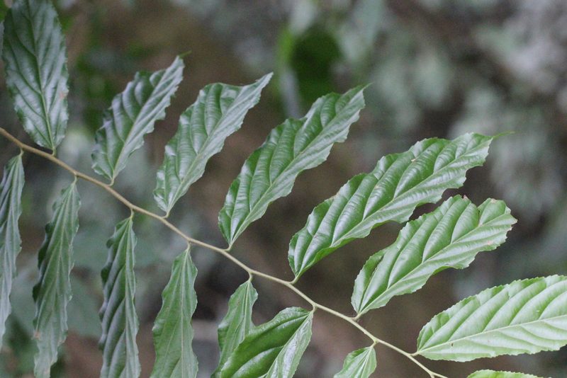 Flacourtia rukam, photographed by Agnes Trekker