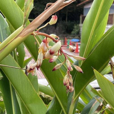 Alpinia zerumbet, photographed by Takaaki Hattori