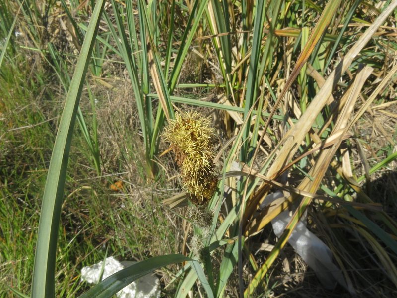 Carex chilensis, photographed by Bruno Avilez