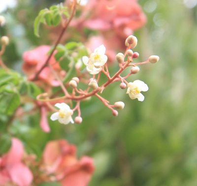 Serjania polyphylla, photographed by Brian Oakes Haiti Hunter