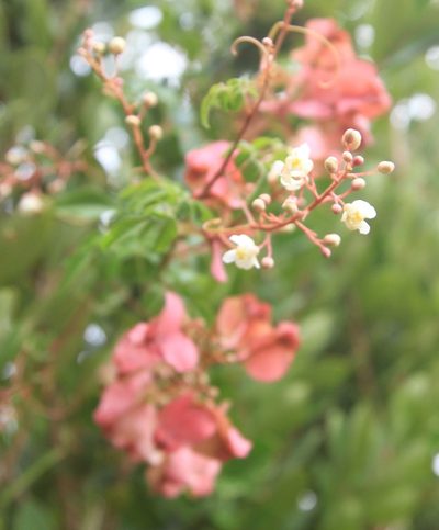 Serjania polyphylla, photographed by Brian Oakes Haiti Hunter