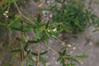 Croton linearis, photographed by Brian Oakes Haiti Hunter