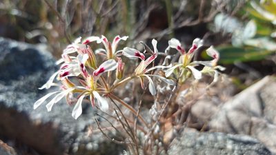 Pelargonium pinnatum, photographed by Jacques van der Merwe