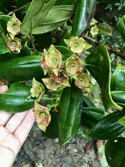 Blakea grandiflora, photographed by Rose Zappa