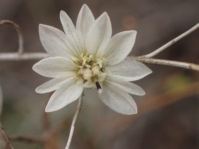Hemizonia congesta, photographed by George Williams