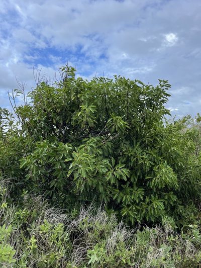 Sideroxylon foetidissimum, photographed by Brandon Corder