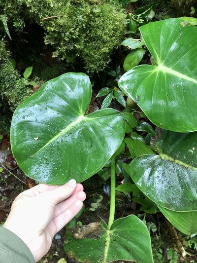Philodendron crassispathum, photographed by Rose Zappa