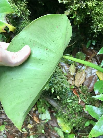 Philodendron crassispathum, photographed by Rose Zappa