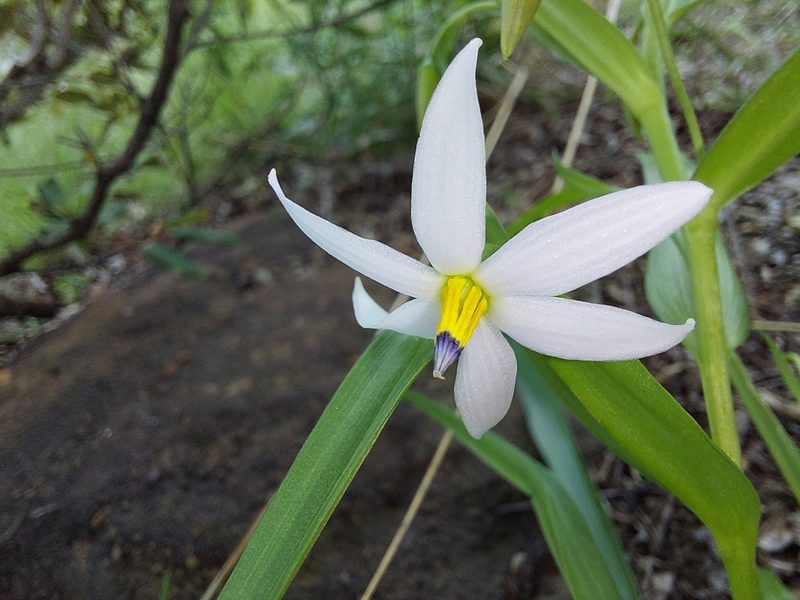 Walleria nutans, photographed by Manuel R Popp