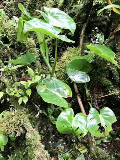 Philodendron crassispathum, photographed by Rose Zappa
