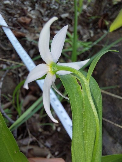 Walleria nutans, photographed by Manuel R Popp