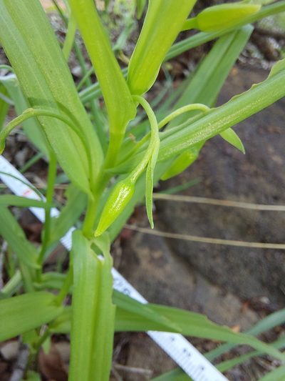 Walleria nutans, photographed by Manuel R Popp