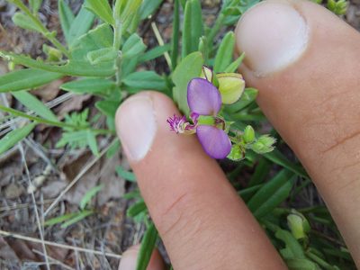 Polygala sphenoptera, photographed by Manuel R Popp