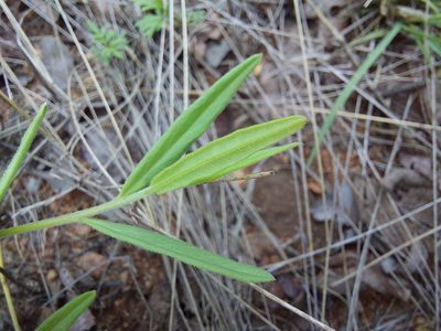 Polygala sphenoptera, photographed by Manuel R Popp