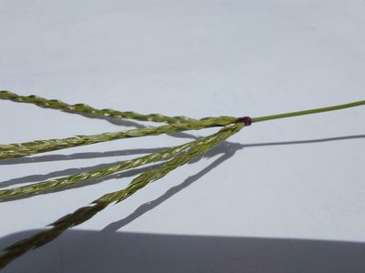 Digitaria eriantha, photographed by Manuel R Popp