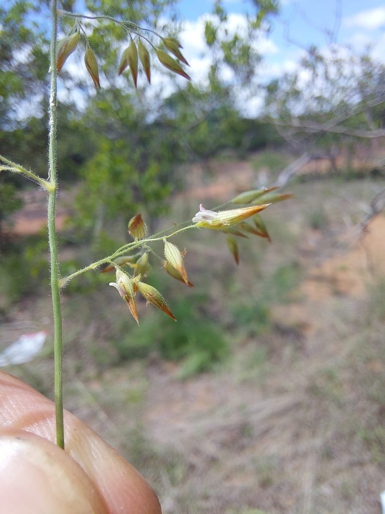 Enneapogon pretoriensis, photographed by Manuel R Popp