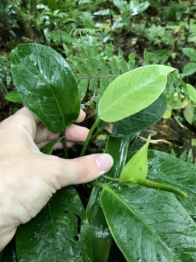 Anthurium fogdeniorum, photographed by Rose Zappa