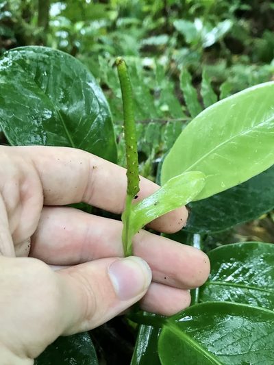 Anthurium fogdeniorum, photographed by Rose Zappa