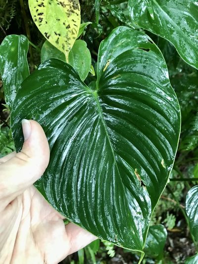 Philodendron thalassicum, photographed by Rose Zappa