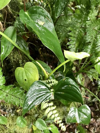 Philodendron thalassicum, photographed by Rose Zappa
