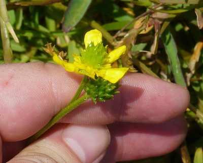 Ranunculus multifidus, photographed by Matthew Fainman