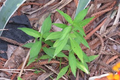 Justicia pacifica, photographed by johnyochum