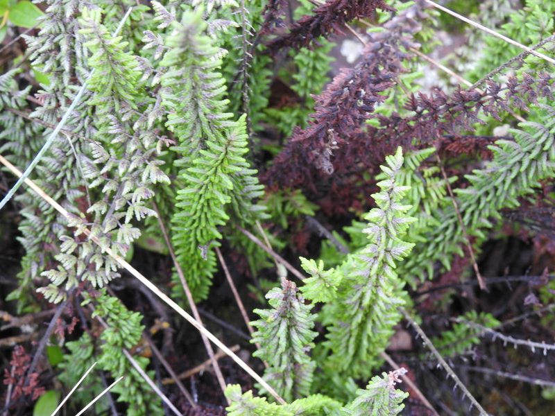 Quechuapteris pruinata, photographed by Naturalist Tours